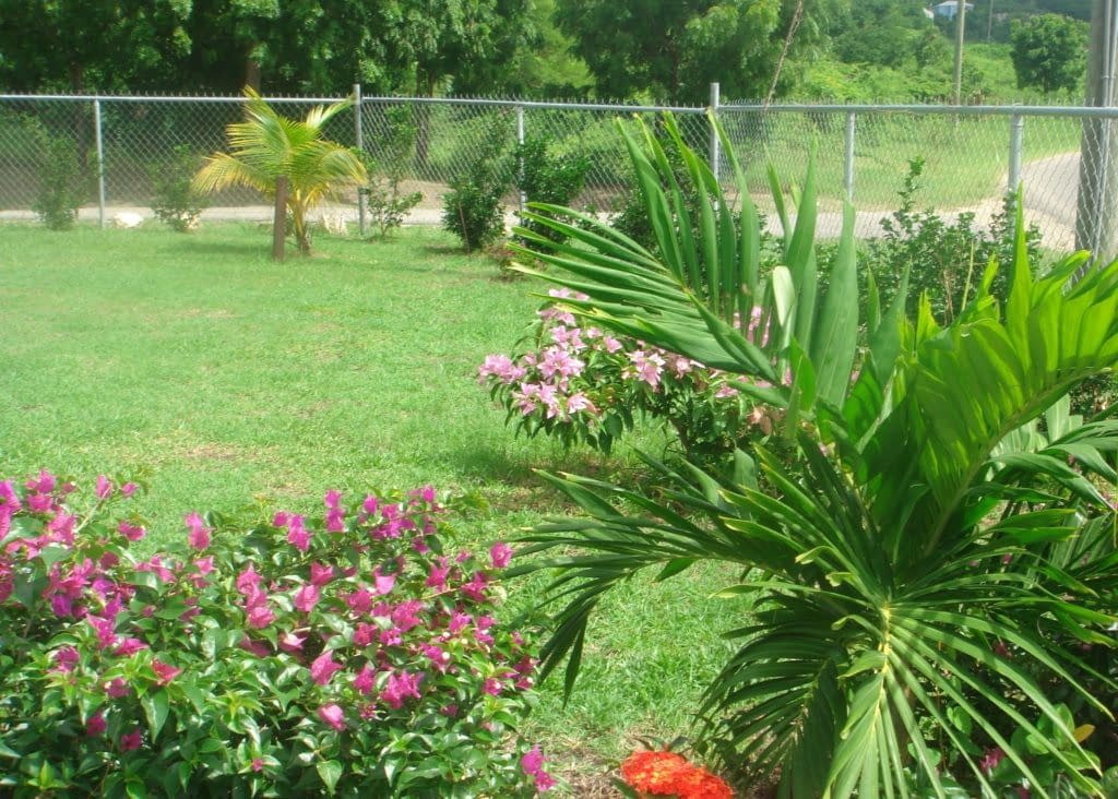 garden